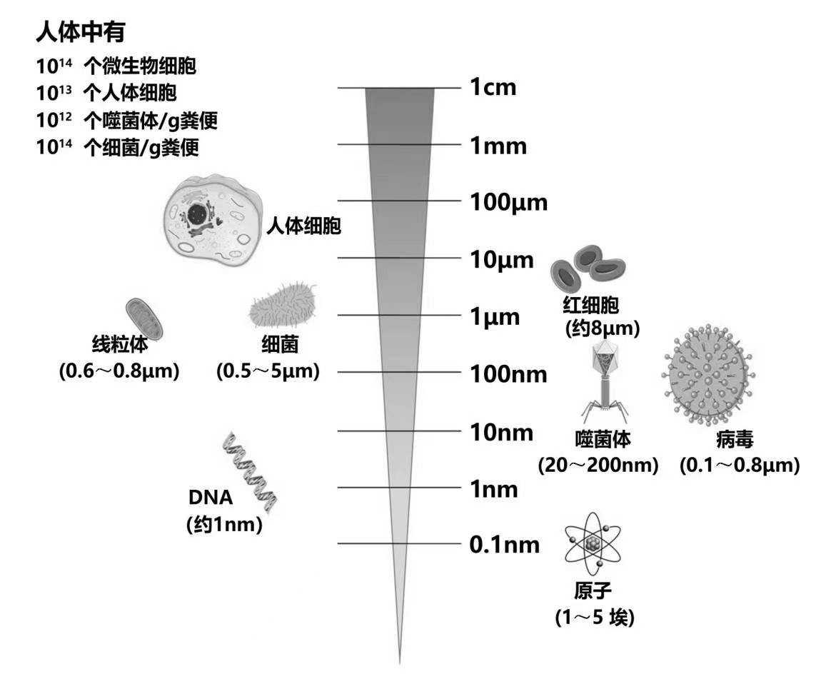 肠道菌群分类及分布_微生物_细菌_大肠