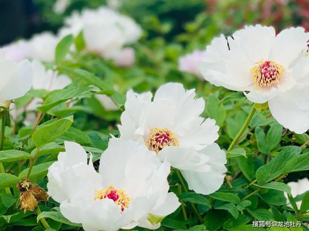 一朵花开出"好看经济",龙池牡丹助力牡丹从"颜值"变"价值"_凤丹_产业