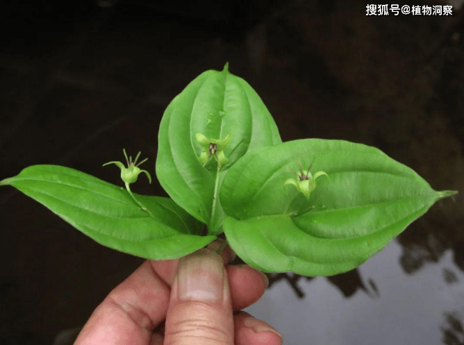 农村1种奇特植物,树叶上开花结果,人称叶上果,价值极高!