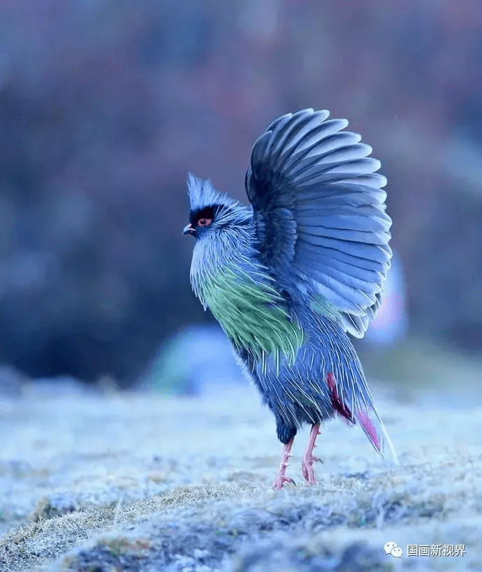 孔雀雉金翅雀蓝耳燕八哥蓝喉歌鸲绿色食蜂鸟欧洲金翅雀太阳鸟唐纳雀