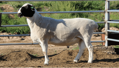 杜蒙羊新品种通过国家遗传资源委员会审定