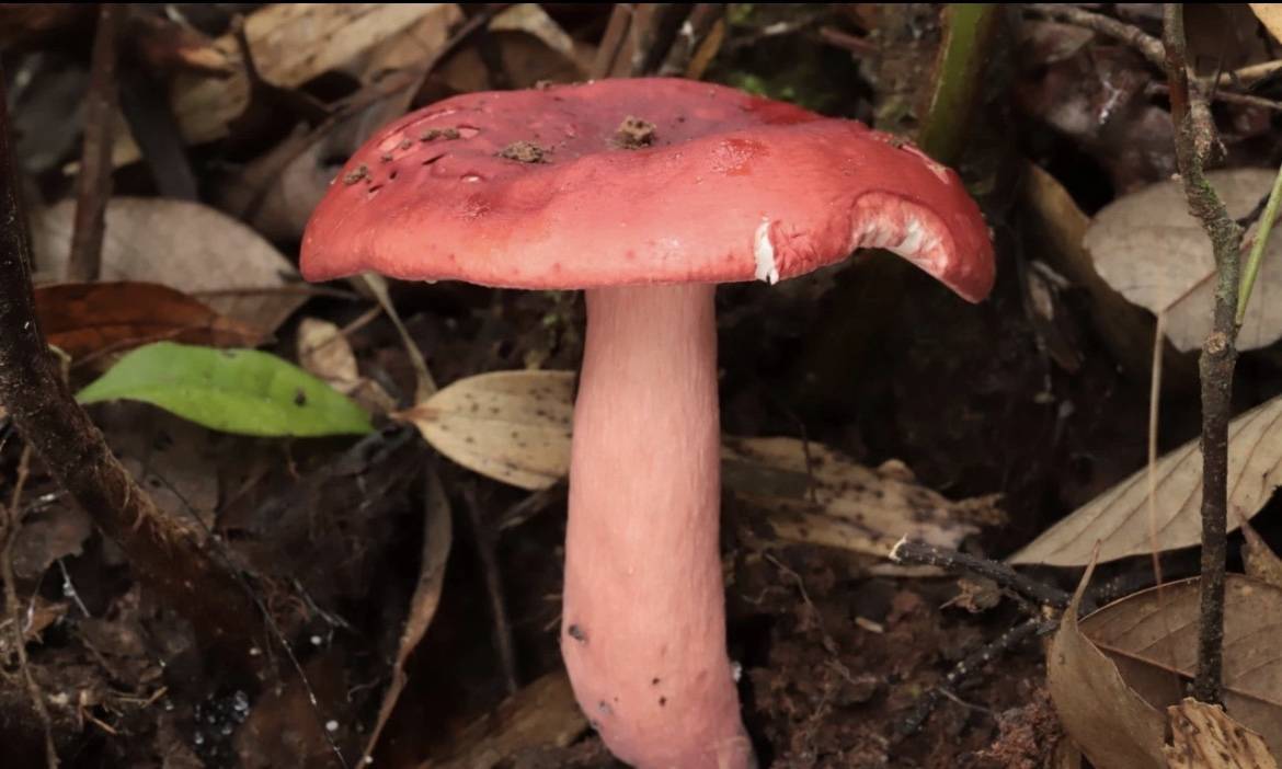 武陵山珍|科普 红菇科篇_食用_火炭_物种