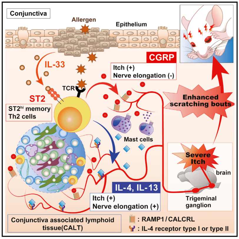 Immunity | 过敏性结膜炎导致严重瘙痒的机制_细胞_神经元_记忆