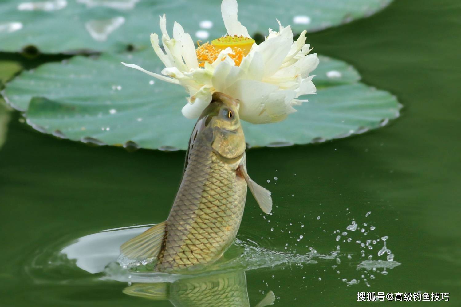 鲤鱼跳出水面图片