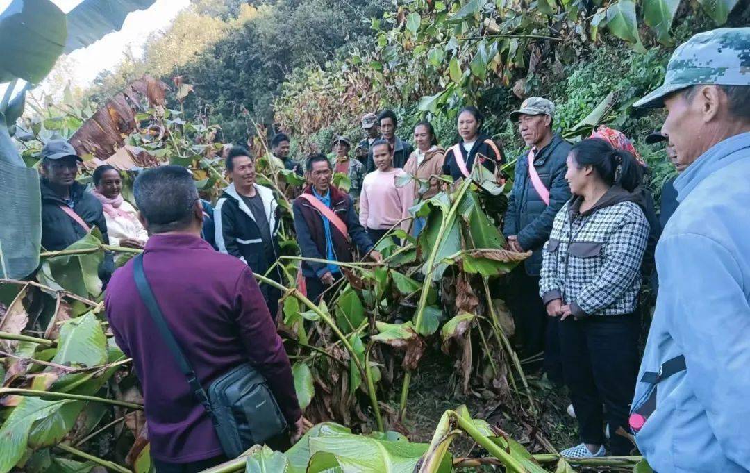 澜沧木戛乡:芭蕉芋种植管理培训 助农发展促振兴