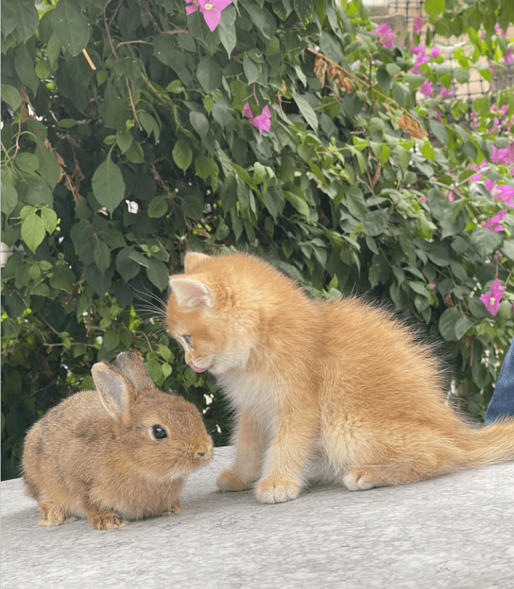 猫和兔子能一起养吗图片