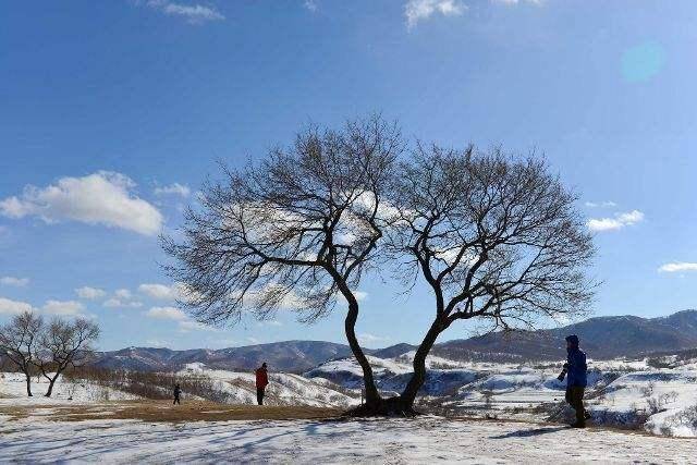 故乡冬天的风_大风_时候_树枝
