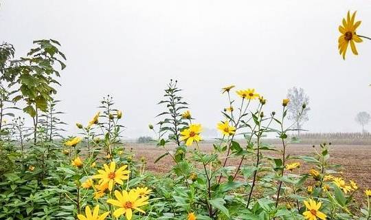 它常被错认成野菊花,农民看见就砍掉,殊不知是富贵病克星_菊芋_洋姜