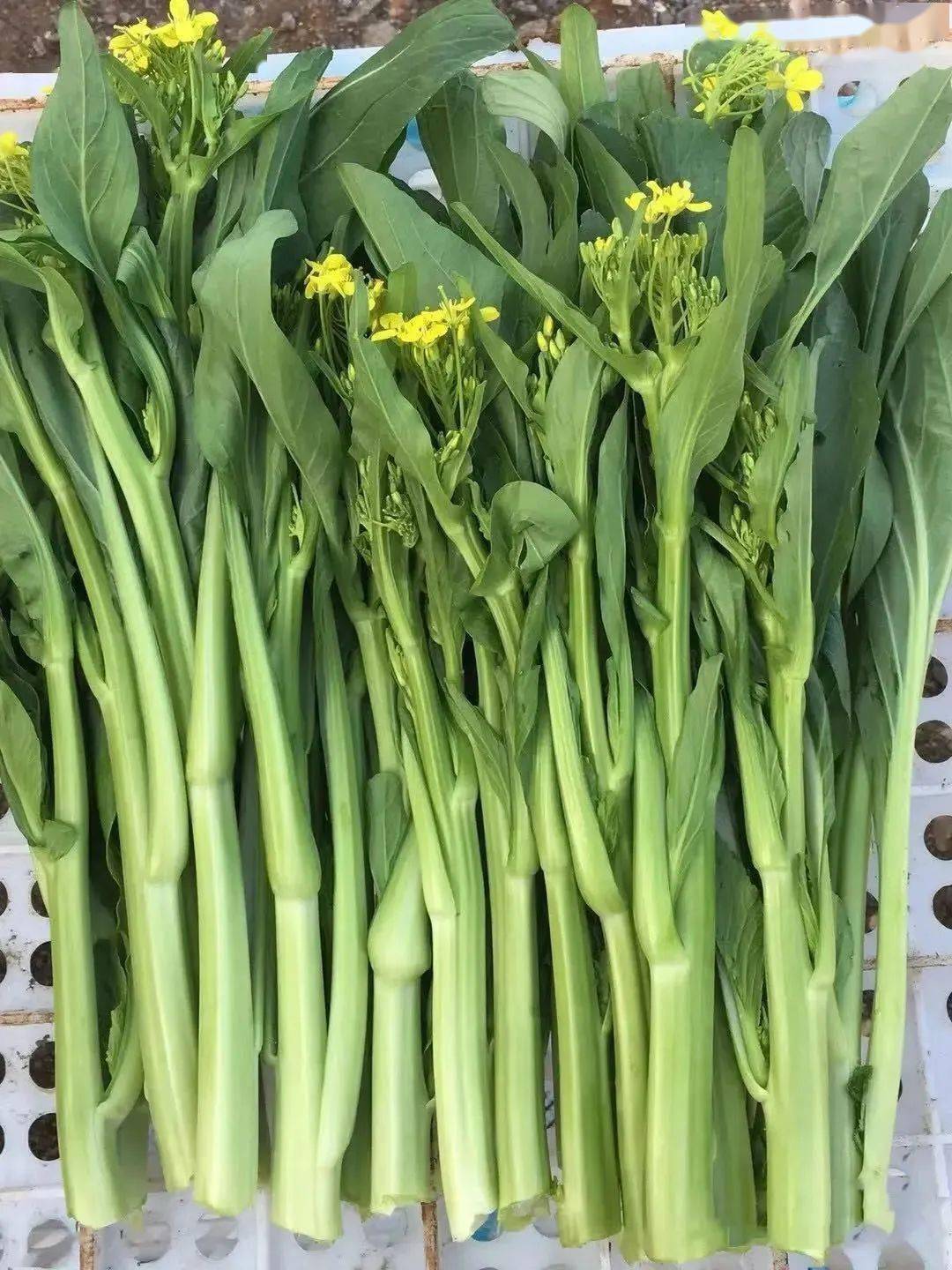 2022年的第一餐连州菜心,你准备好了吗?_美味_广东_示范县