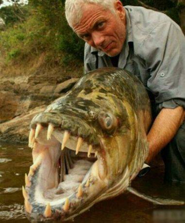 世界上8个最大的动物!_鲤鱼_蚊子_蚯蚓