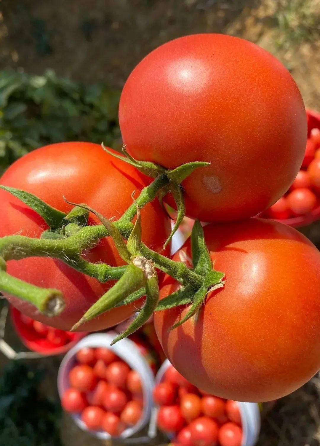 因为外表太艳丽,被叫"狼桃"? 还被当成定情果?