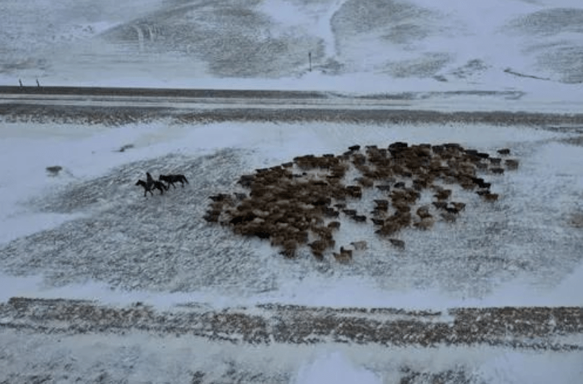 最低-48.6℃！罕见暴风雪袭击新疆阿勒泰，有牧民失联牛羊受灾，当地回应→