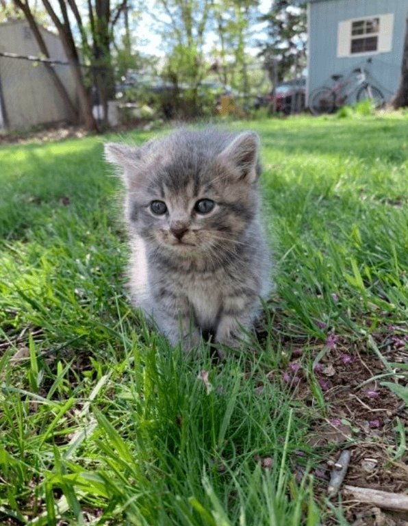 淡绿色眼睛的猫图片