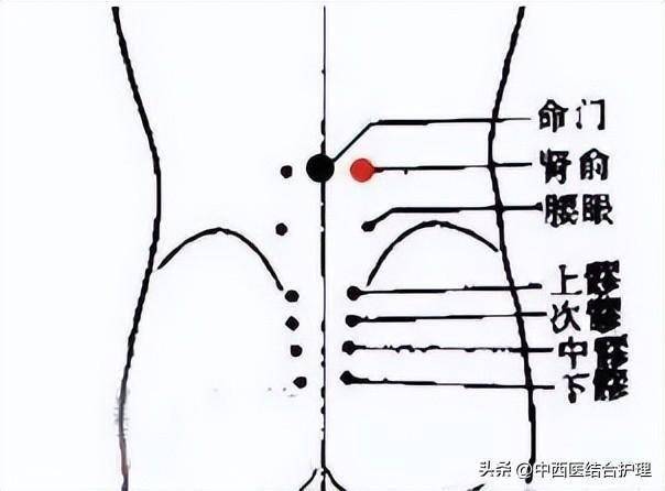 【取穴方法】腎俞穴位於人體的腰部,當第二腰椎棘突下,左右二指寬處.