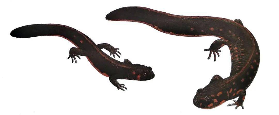 【探字寻根读诗文】226:虽(虽)_语文出版社_北京_连词