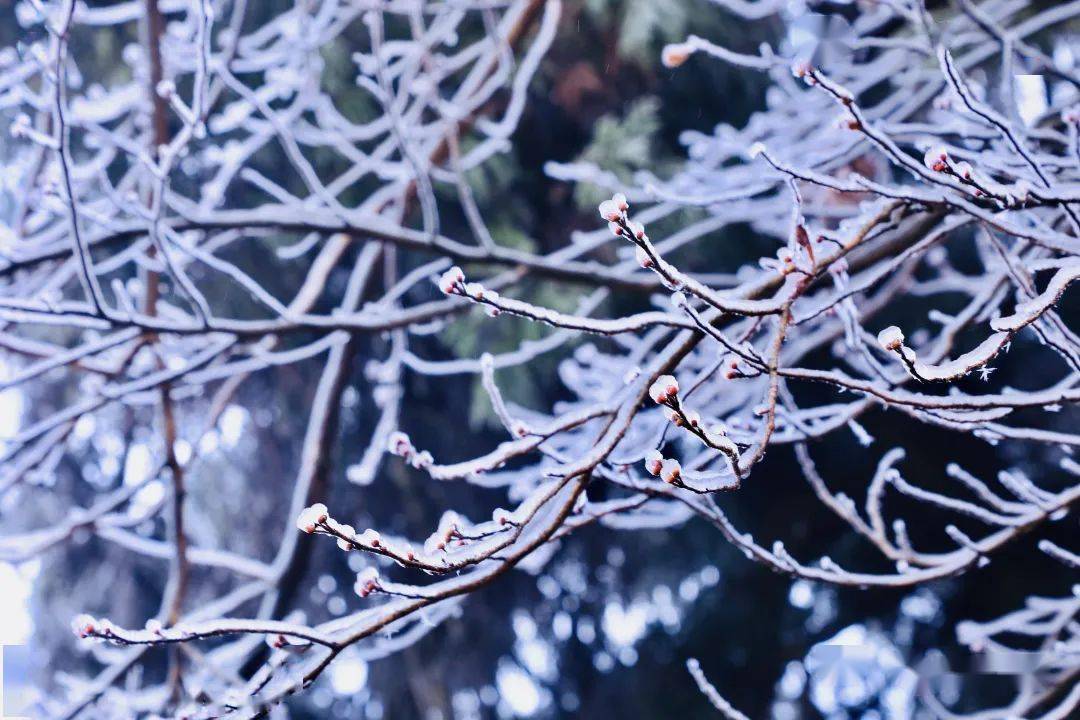 下雪了!南岳迎来今年第一场雾凇_衡山_全国_冰花