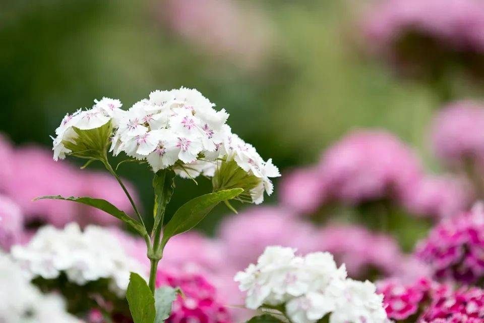 小米高端转型遭遇阻力警示家电业：不只缺时间还缺产品-家电圈官网