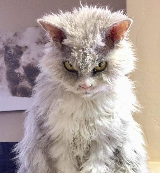 猫咪生气的样子像孩子一样,有的一脸情绪,有的瞬间想抓你脸_表情_节奏