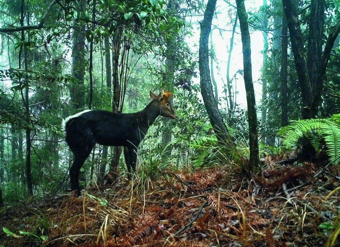 全球新物种!在丽水首次发现!_保护_生物_多样性
