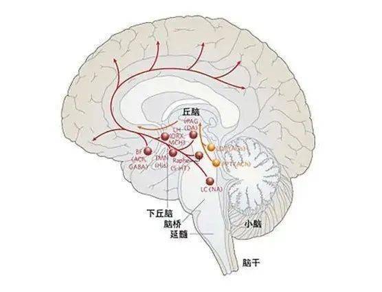 今日话题 lets learn about the endocrlne system