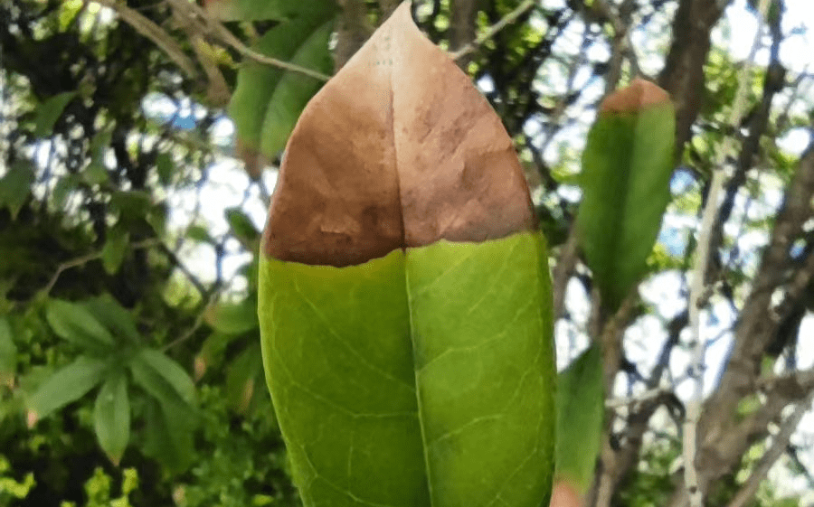 叶枯病是桂花常见的病害类型,其症状比较明显,即由小斑点扩大连成一片