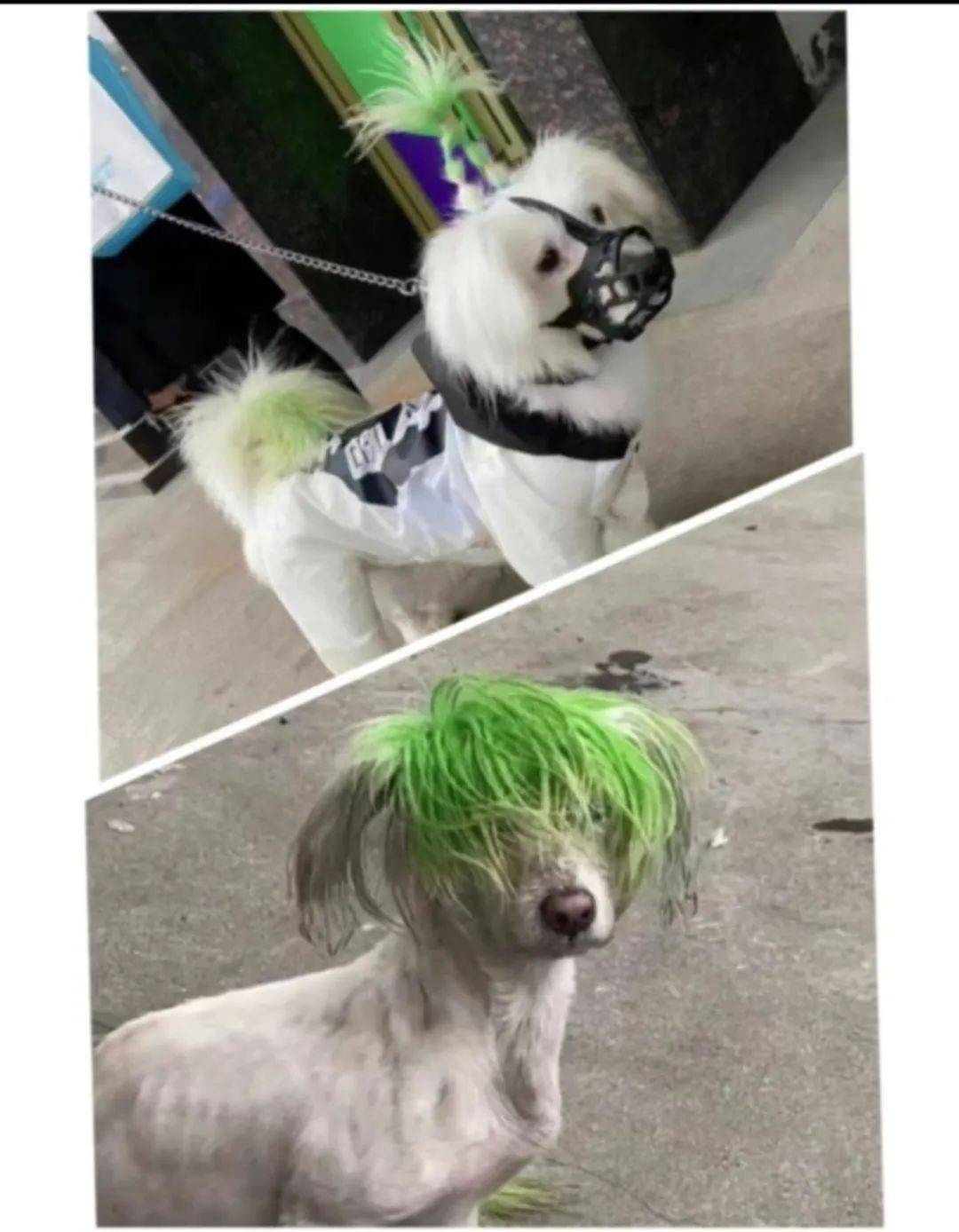 ​网友接力帮非主流狗子找到主人主人它曾经救过