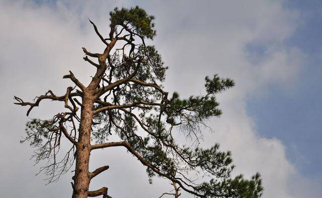 卫运河龙松高过丈却无首,相传被南方风水先生掐去_潘氏_大柳树_徐庄村