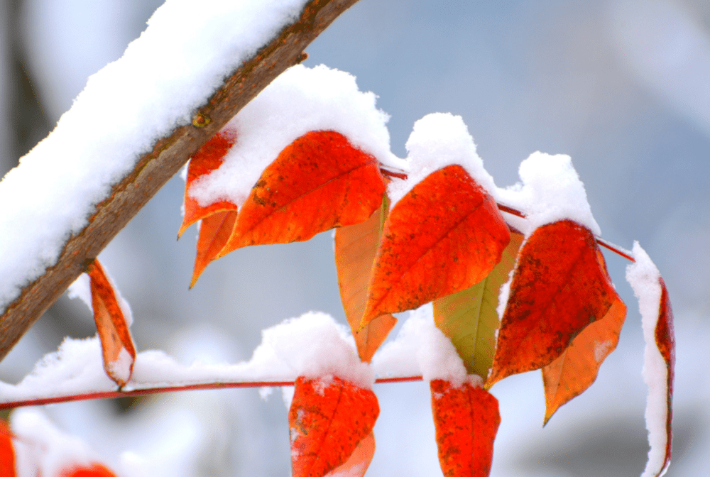 发朋友圈雪花图片图片