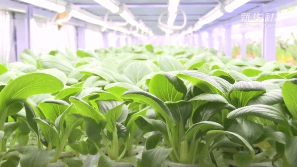 中国智慧农业助力世界杯，卡塔尔土豪如何种地？