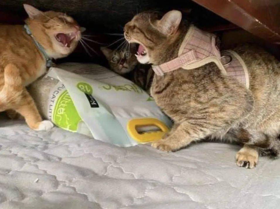 橘貓與其他貓吵架，吃瓜貓邊看邊驚駭，比吵架的更嚴重！