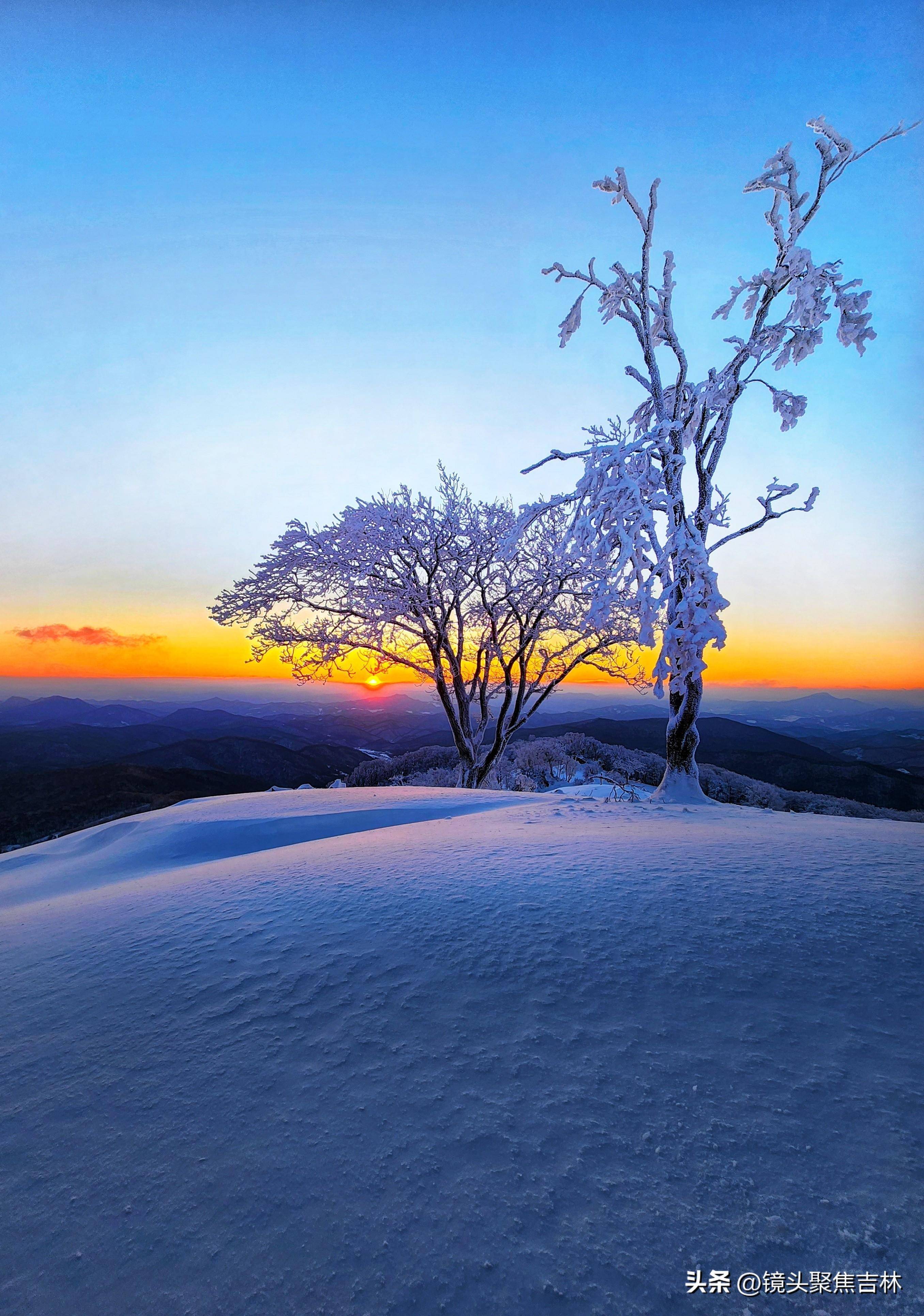 雪天树挂美景图片图片