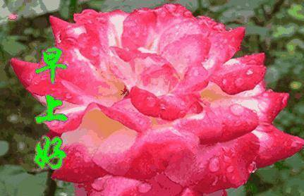 11.5早安祝福,生命,不惊不扰;感情,不浓不淡_朋友_岁月_晨光