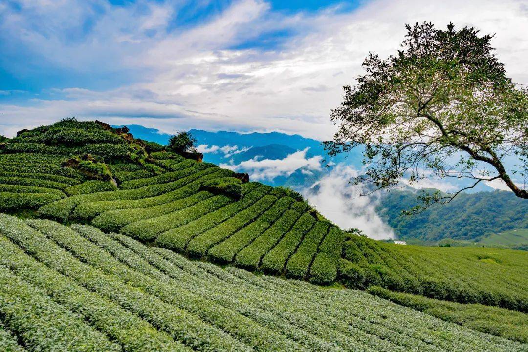 就能采摘的白沙绿茶;到辽宁闾山一带,突破茶叶生长纬度极限的辽红茶