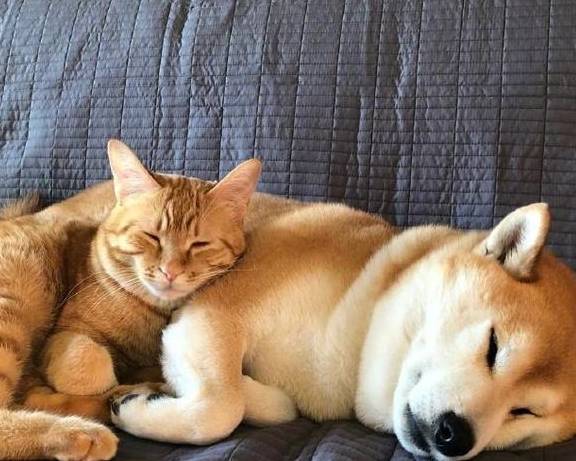 跨越种族的爱情,柴犬对橘猫竟然这么宠溺,网友:好甜!_主人_猫咪_上路