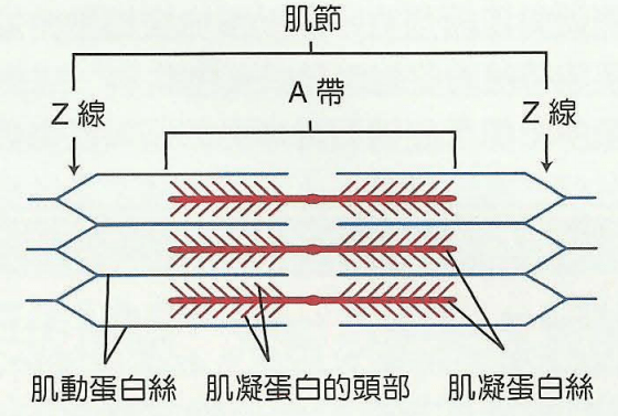 肌肉扳机点的肌筋膜机制及其功能障碍和治疗