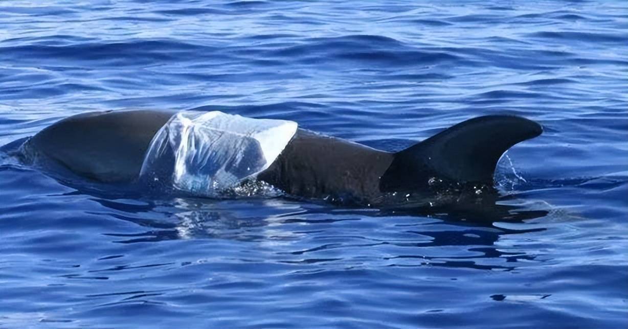 一头300斤雄性抹香鲸搁浅死亡,破开胃部后,发现全是垃圾!