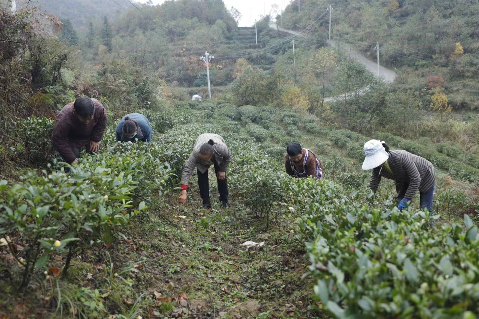金沙县:茶叶基地越冬管护正当时_长坝镇_种植_产业