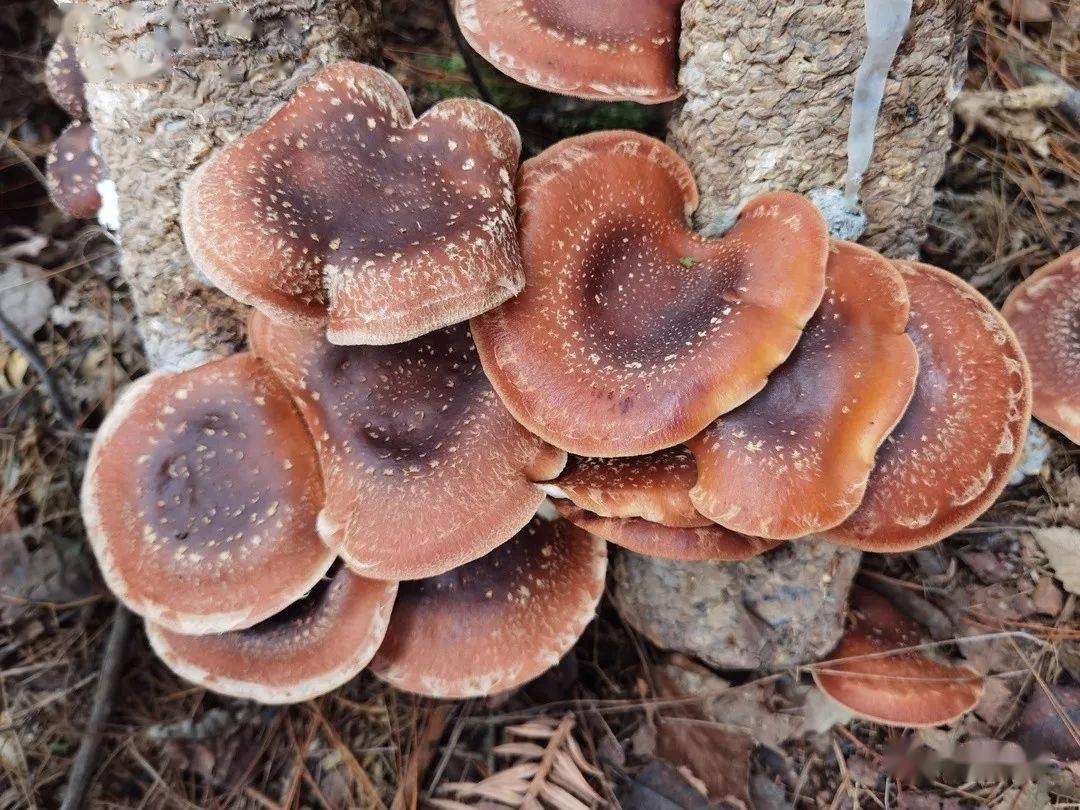 野生马桑菌菇图片图片