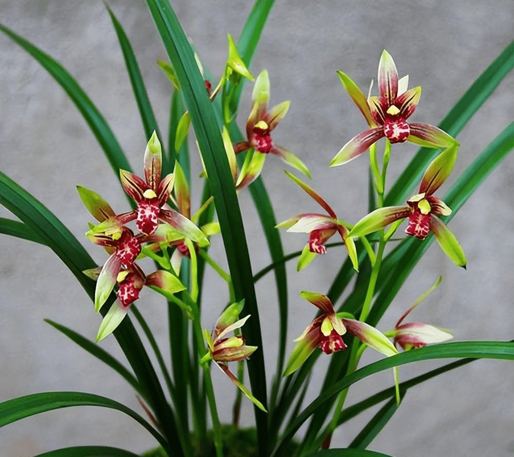 十月养了一盆高级兰花,花型别致有格调,香味浓郁,适合新手_px_国魂