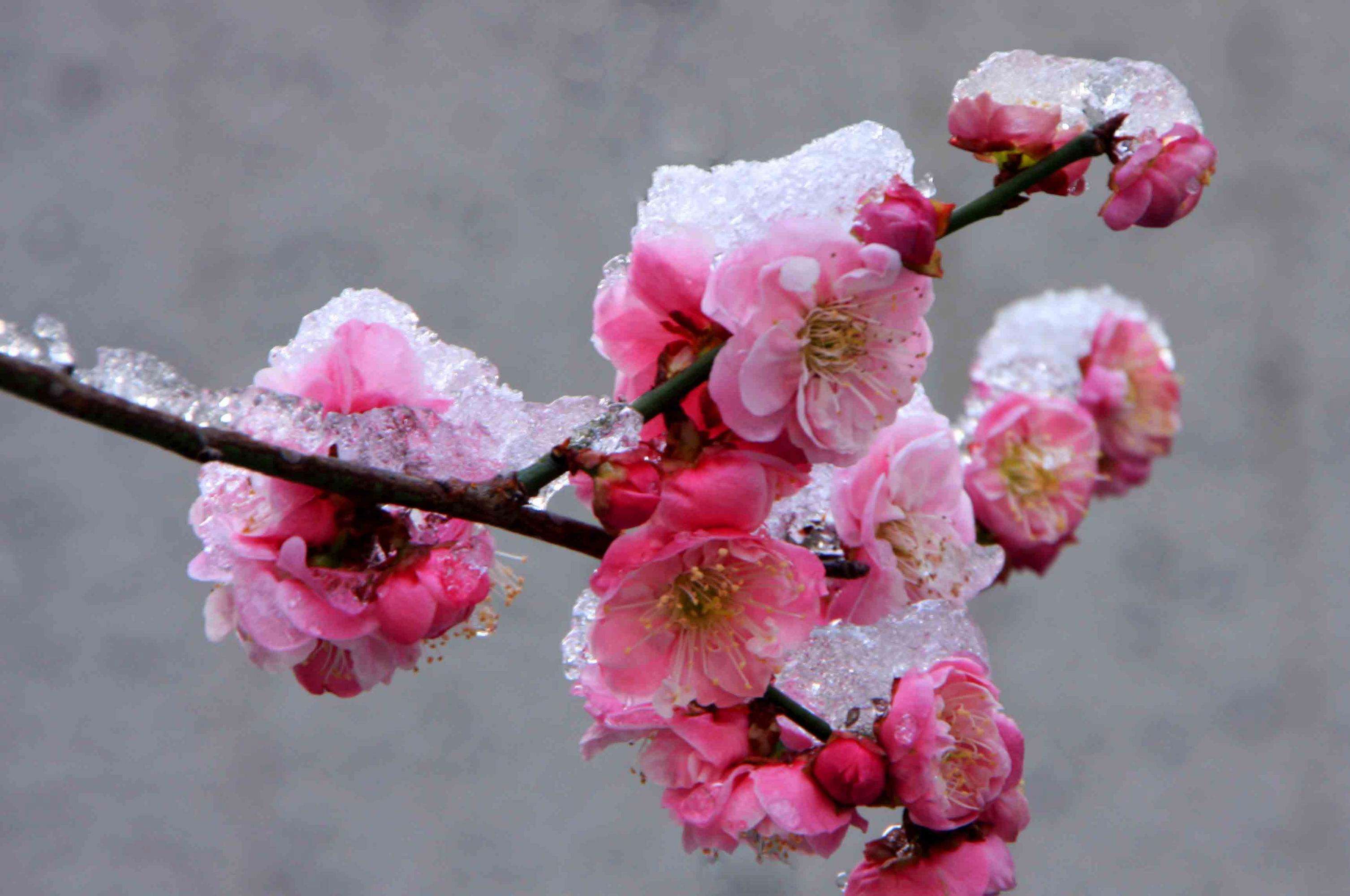 灿的花蕊吐露芬芳红梅香自苦寒来冰天雪地练就了梅花的坚韧上天造就了