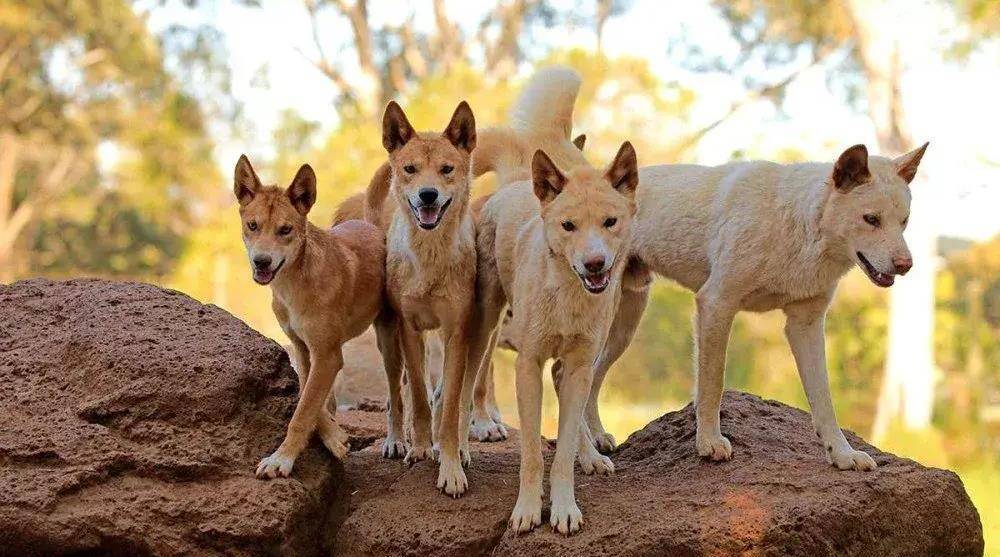 中国土狗成功称霸澳洲近5000年,你还认识吗?_野狗_大陆_狗狗