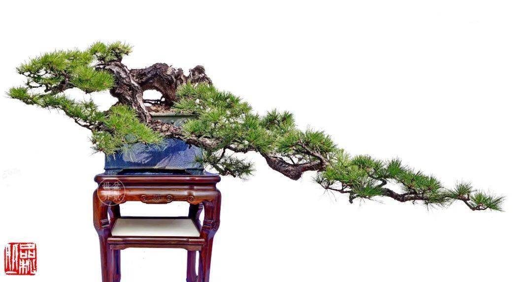 书讯丨韩学年大师新著_cm_山松_盆景
