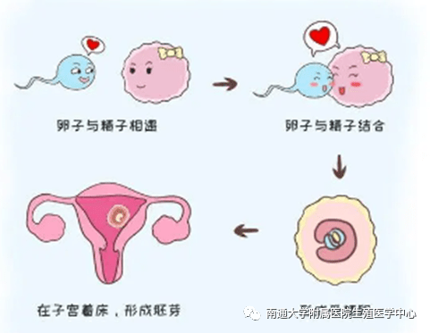为什么没有过流产却仍会不孕_输卵管_子宫_内膜