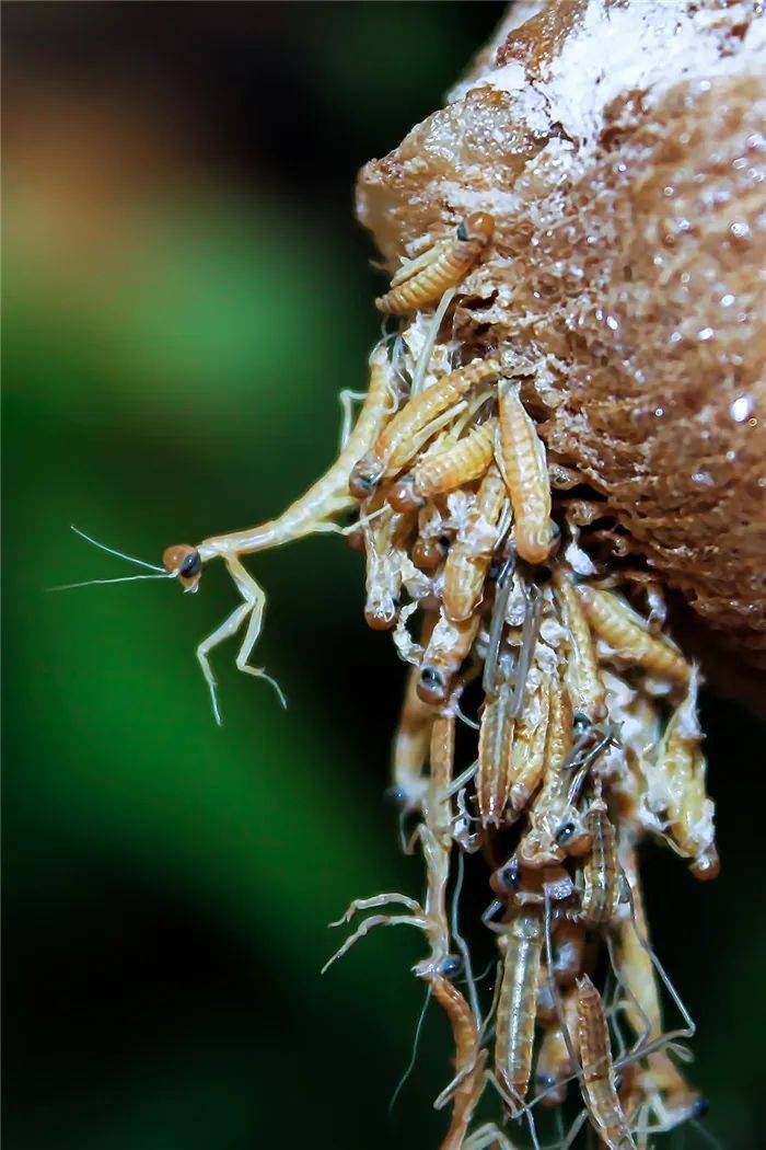 螳螂卵多少钱一斤图片