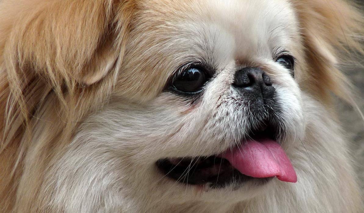 小时候常见的"京巴狗",为何现在很少人养?