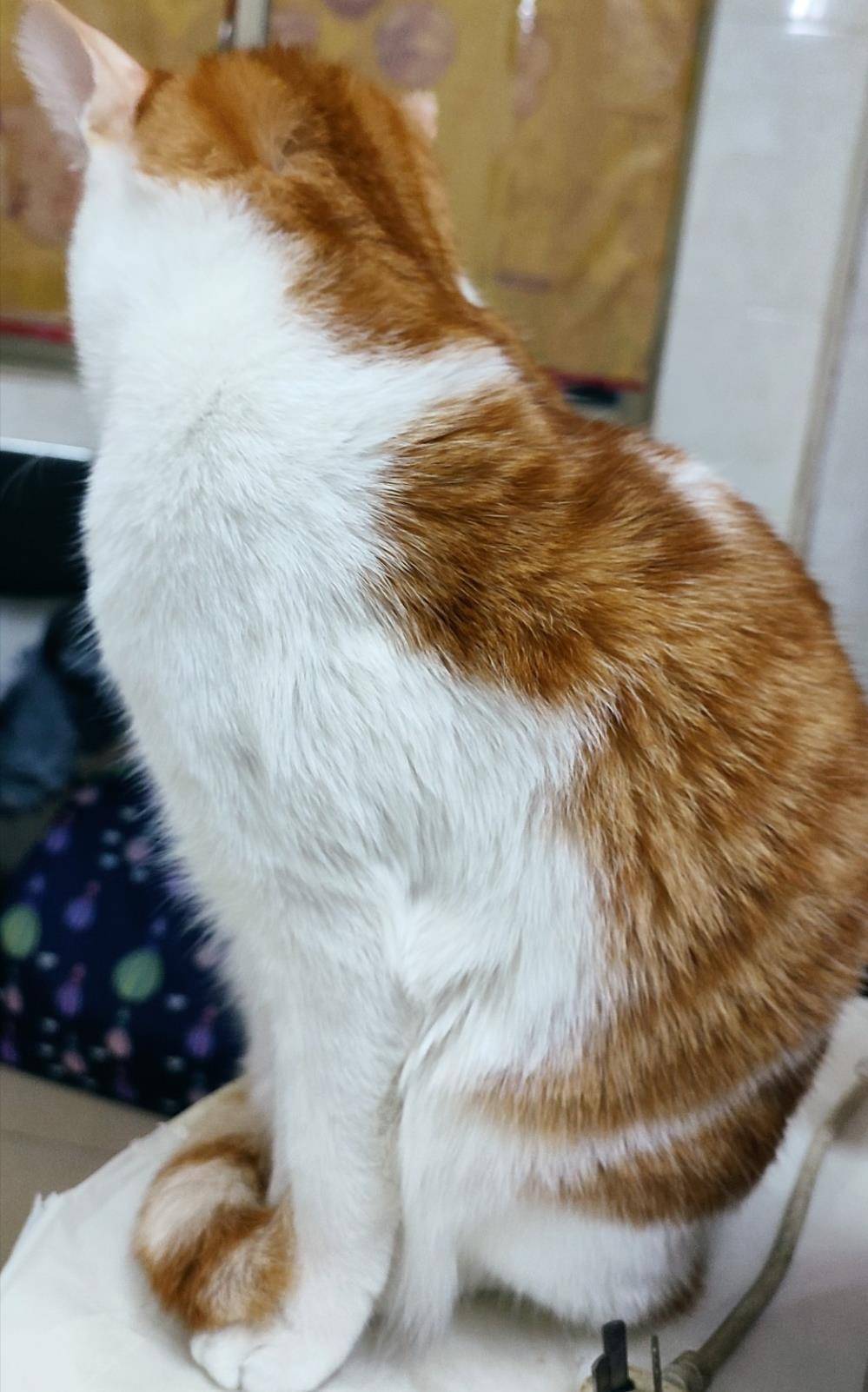 可以通过这4个点给猫咪做个简单的健康检查_眼睛_分泌物_耳朵