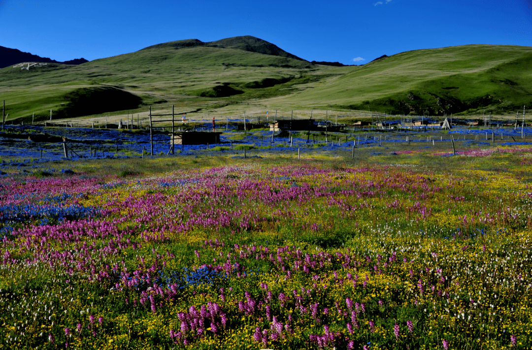 理塘县成功创建省级全域旅游示范区_建设_文旅_项目
