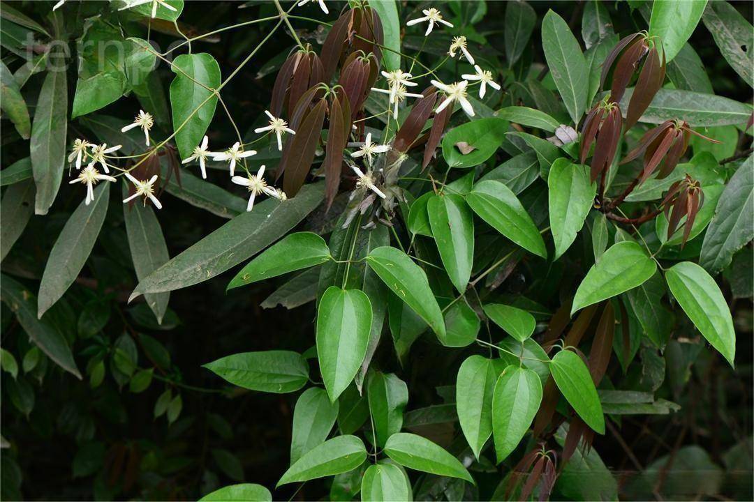 中药材小木通_植物_繁殖_技术