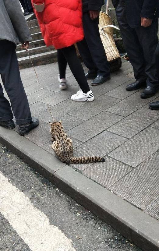豹纹的野生猫咪,偷鸡被夹街上引起围观,网友:牢底坐穿猫_豹猫_中国