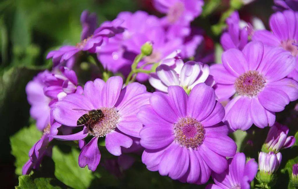 不,看阳台上那温暖的紫色太阳花_台友心_开花_盆景